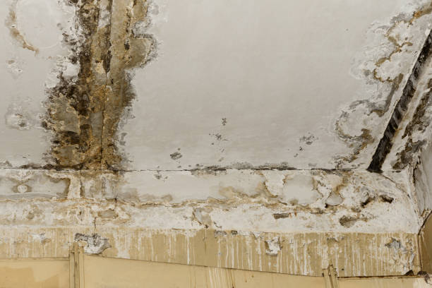 Best Commercial Mold Inspection  in Colwich, KS